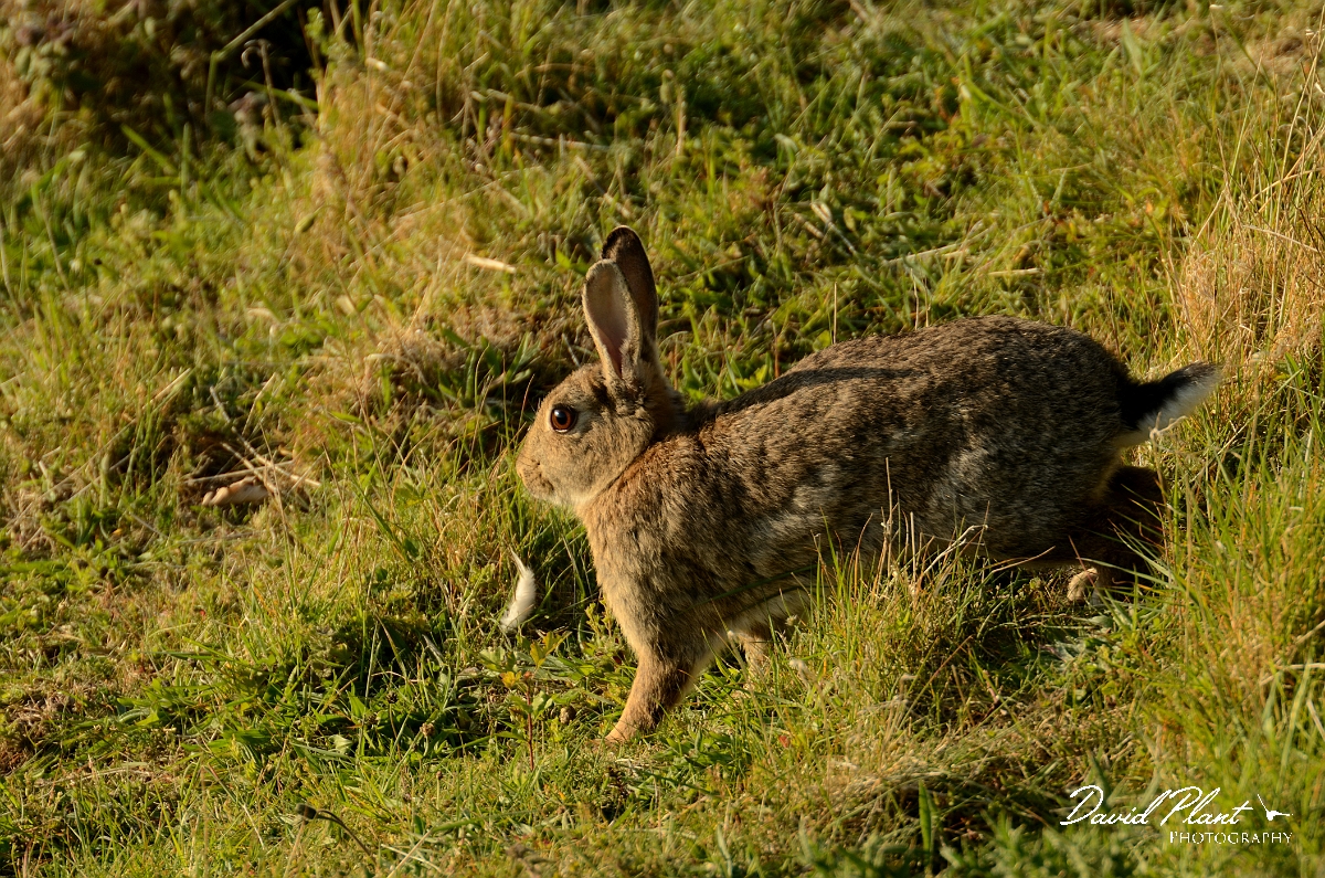 David Plant Photography - Wildlife Photography - Rabbit - B.jpg - Rabbit - Bedfordshire